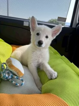 たまごろう 様のお迎えした子犬