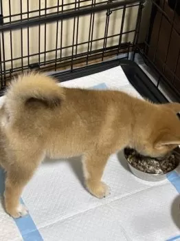 T.A 様のお迎えした子犬