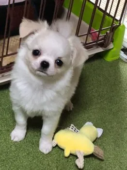 まゆ 様のお迎えした子犬