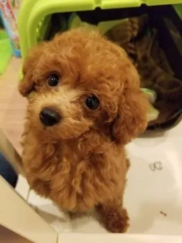 ルゥパパ 様のお迎えした子犬