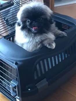 T.Y 様のお迎えした子犬