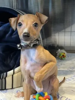 ルカのパパさん 様のお迎えした子犬