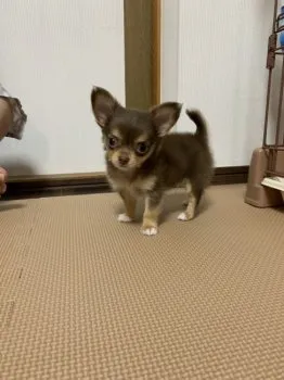 はるかちゃん 様のお迎えした子犬