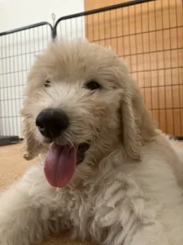 Y.N 様のお迎えした子犬