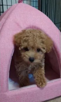 R 様のお迎えした子犬