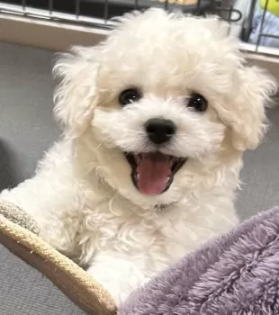 J.C 様のお迎えした子犬