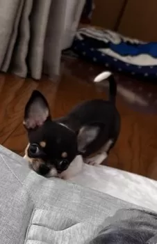 くっきー 様のお迎えした子犬