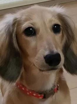 H.T 様のお迎えした子犬