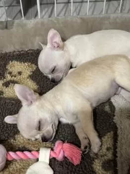 いくさん 様のお迎えした子犬