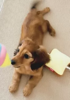 なかにし 様のお迎えした子犬