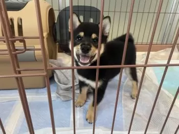 あお 様のお迎えした子犬
