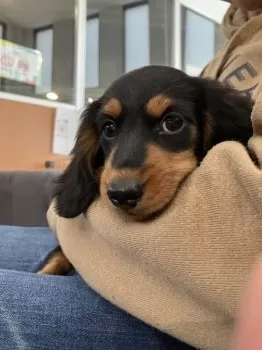 T.N 様のお迎えした子犬