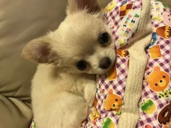 rinmeo 様のお迎えした子犬