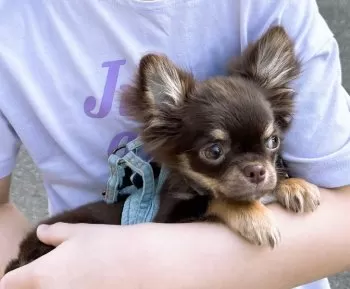 あこすけ 様のお迎えした子犬