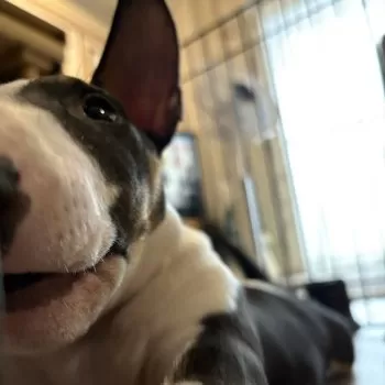 福之助 様のお迎えした子犬