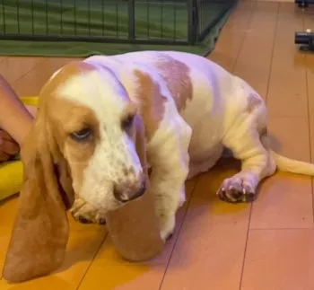 サムサム 様のお迎えした子犬