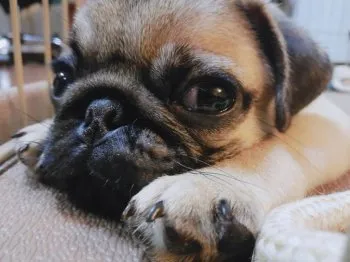 元さん 様のお迎えした子犬