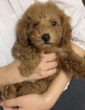あららまま 様のお迎えした子犬