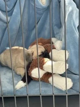 R.Ｉ 様のお迎えした子犬