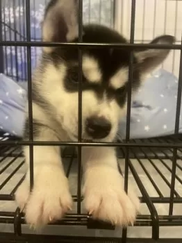 H.K 様のお迎えした子犬