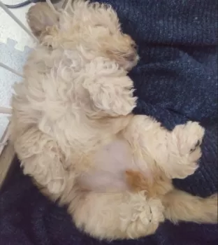 A.K 様のお迎えした子犬