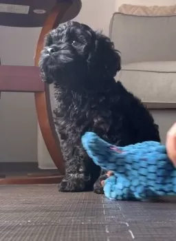 Y 様のお迎えした子犬