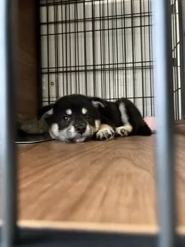 FY 様のお迎えした子犬