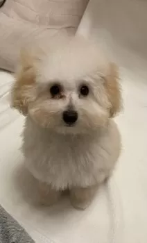 A.T 様のお迎えした子犬