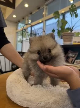 とも 様のお迎えした子犬