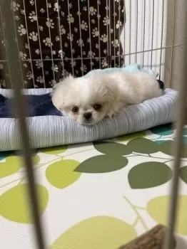K.A 様のお迎えした子犬
