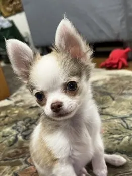 MY 様のお迎えした子犬