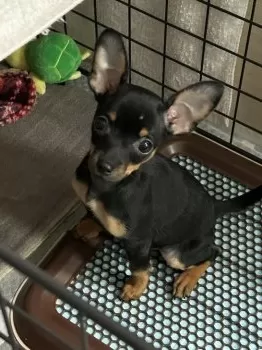 フジ 様のお迎えした子犬