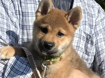 Y.K. 様のお迎えした子犬