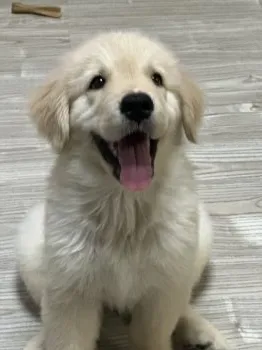 Hide 様のお迎えした子犬