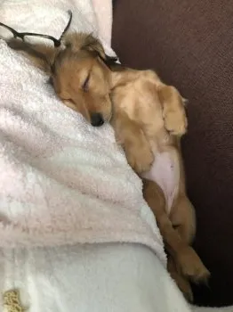 H.H 様のお迎えした子犬