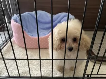 N.K 様のお迎えした子犬