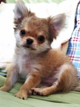 N 様のお迎えした子犬