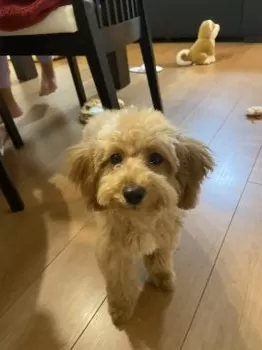 S.S 様のお迎えした子犬