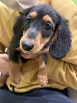 A.U 様のお迎えした子犬