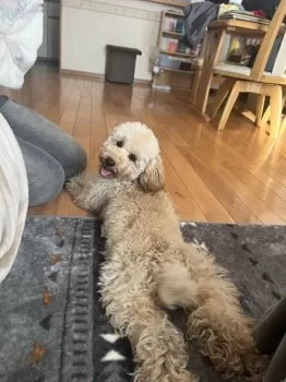 M.K 様のお迎えした子犬