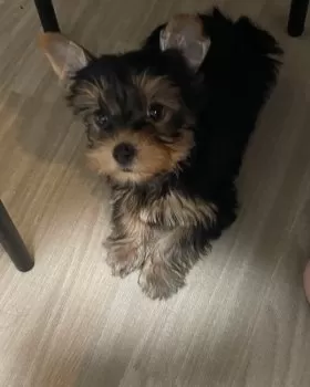 R.H 様のお迎えした子犬