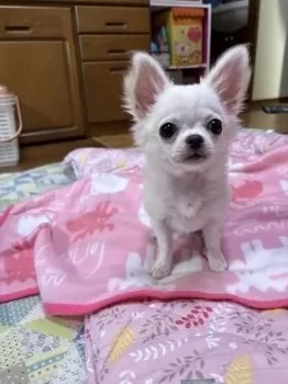 バニラ 様のお迎えした子犬