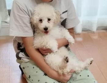 Y.O 様のお迎えした子犬