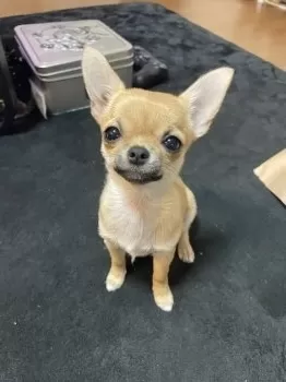 S.M 様のお迎えした子犬