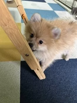 Y.O 様のお迎えした子犬