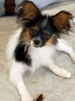 ウメ 様のお迎えした子犬