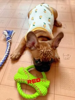 はんくん 様のお迎えした子犬