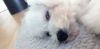 Ｉ.N 様のお迎えした子犬