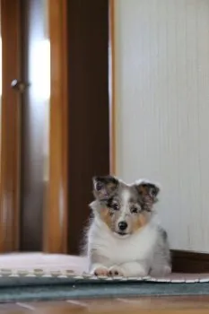 寒立馬 様のお迎えした子犬