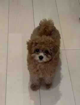 M.N 様のお迎えした子犬